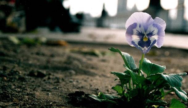 Pansies against homophobia