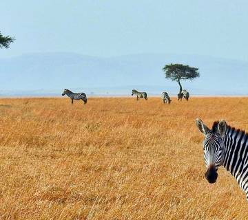 Kenya