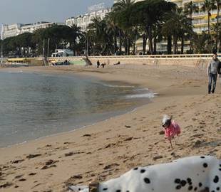 Cannes over the rainbow