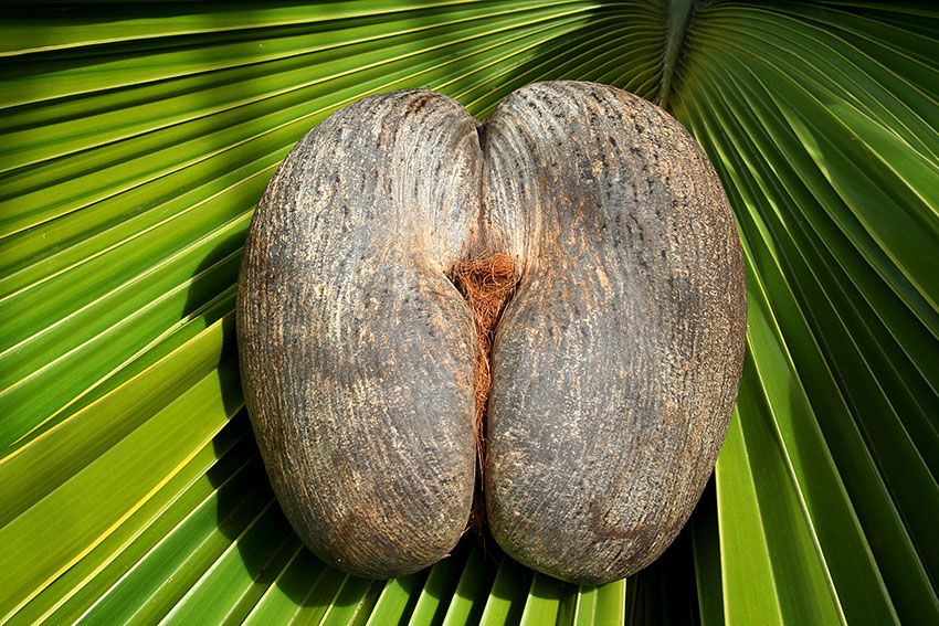 Seychelles Gay