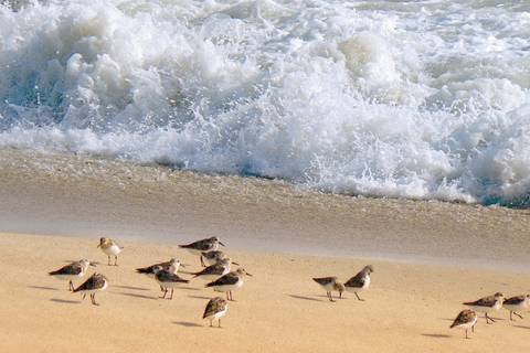 Playalinda Beach
