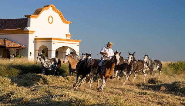 Argentine, tango y gauchos