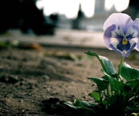 picture